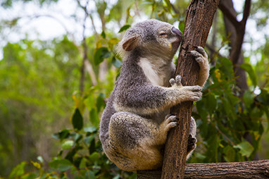 Brisbane - Lone pine Koala Sanctuary