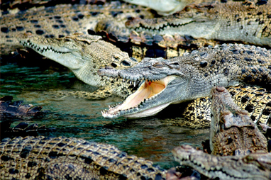 Ανταναναρίβο - Croc Farm