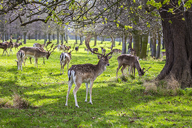 Ireland-Dublin-Dublin Phoenix Park