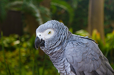 South Africa-Johannesburg-Montecasino Bird Gardens