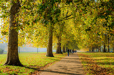 England - London - Hyde Park