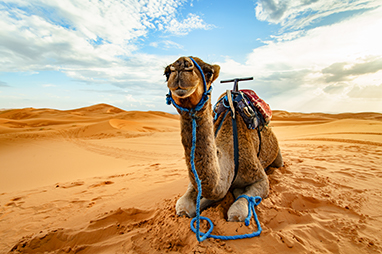 Morocco-Marrakesh-Dunes & Desert Quad Marrakech