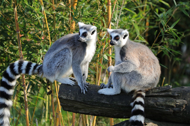 Ανταναναρίβο - Park_Lemurs
