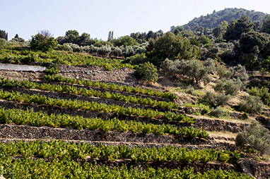 North Aegean Islands - Samos - Samos wine