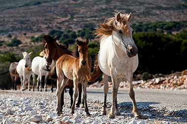 Sporades - Skyros - The Skyrian horse