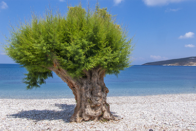 Greece-Tilos-Παραλία Λιβάδια