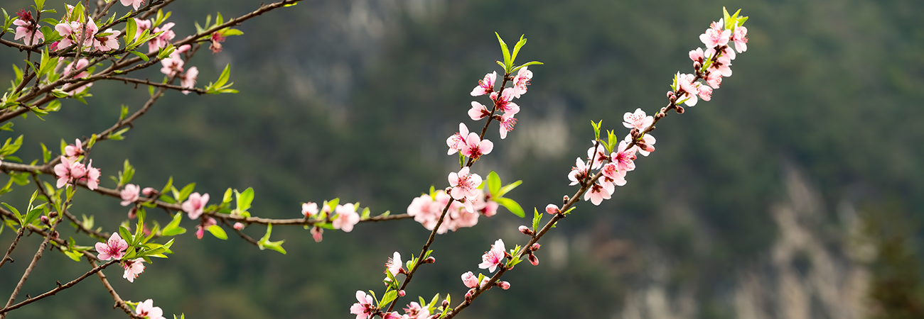  &Alpha;&nu;&theta;&iota;&sigma;&mu;έ&nu;&epsilon;&sigmaf; &Rho;&omicron;&delta;&alpha;&kappa;&iota;&nu;&iota;έ&sigmaf;... &Beta;έ&rho;&omicron;&iota;&alpha;, &Nu;ά&omicron;&upsilon;&sigma;&alpha;, &Beta;&epsilon;&rho;&gamma;ί&nu;&alpha; 