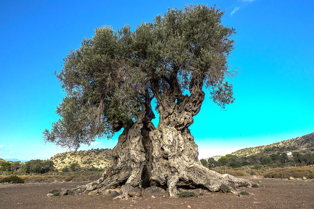Aegina ancient olive tree AdobeStock 125592642 1
